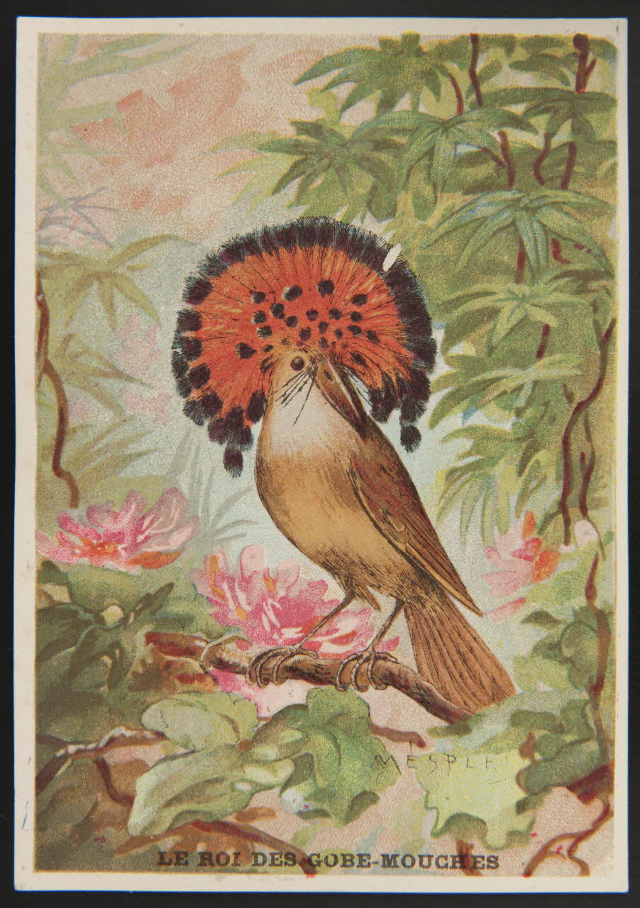 E Mesplès ; Baster & Vieillemard carte réclame chromo Paris 1878-1914 1995.1.120.28 Photo