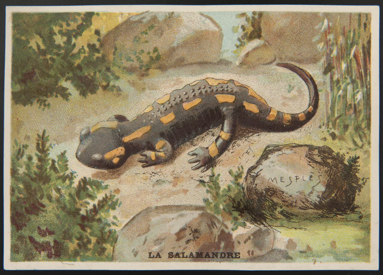 E Mesplès ; Baster & Vieillemard carte réclame chromo Paris 1878-1914 1995.1.120.29 Photo