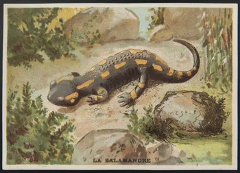 E Mesplès ; Baster & Vieillemard carte réclame chromo Paris 1878-1914 1995.1.120.29 Photo