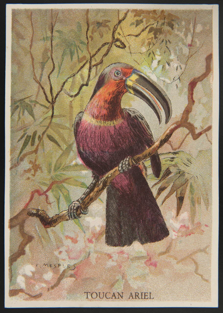 E Mesplès ; Baster & Vieillemard carte réclame chromo Paris 1878-1914 1995.1.120.32 Photo