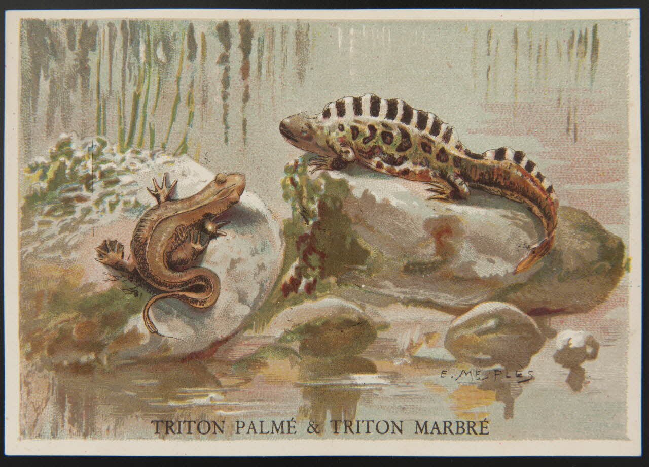 E Mesplès ; Baster & Vieillemard carte réclame chromo Paris 1878-1914 1995.1.120.33 Photo