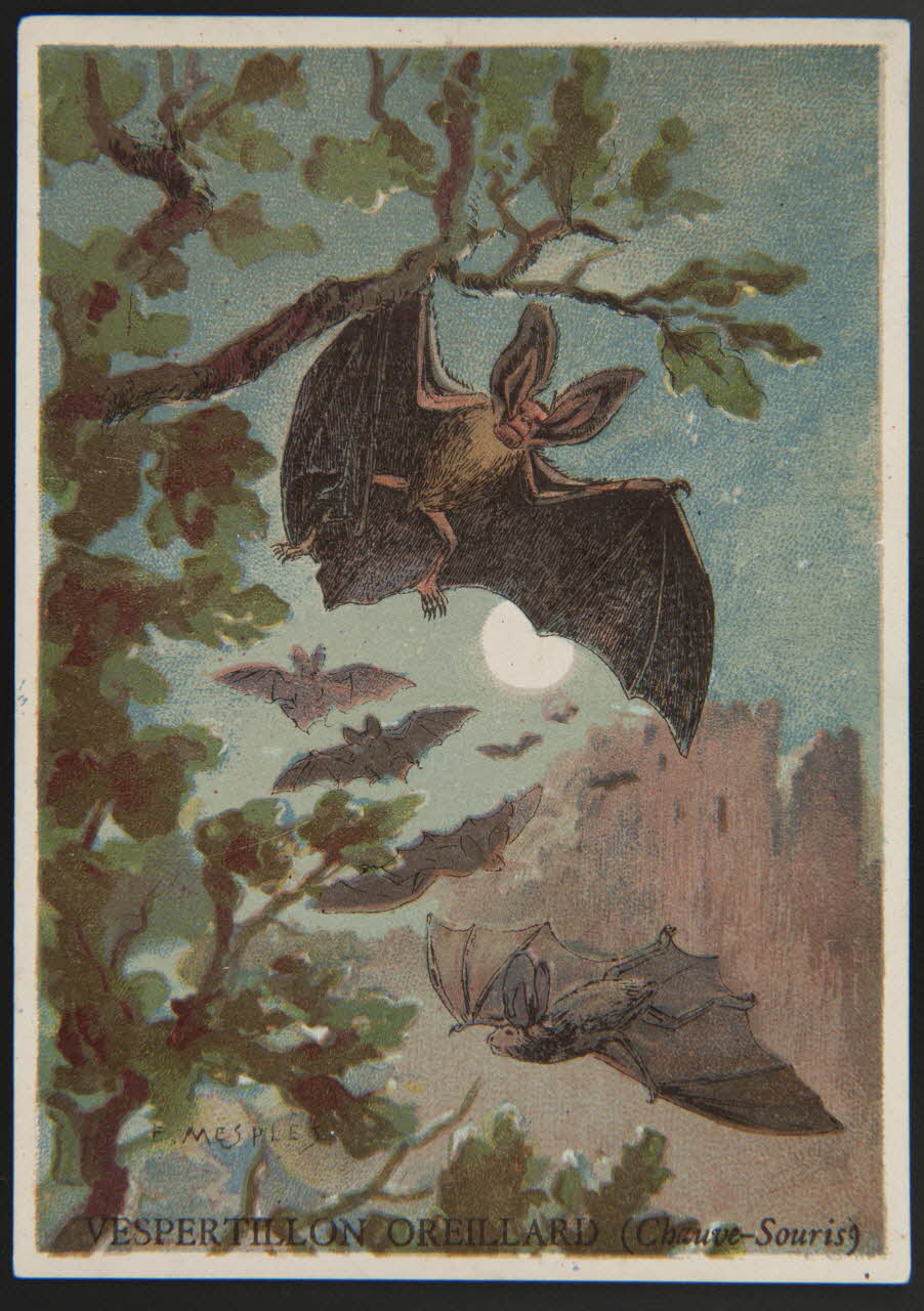 E Mesplès ; Baster & Vieillemard carte réclame chromo Paris 1878-1914 1995.1.120.36 Photo