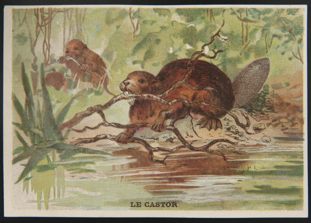 E Mesplès ; Baster & Vieillemard carte réclame chromo Paris 1878-1914 1995.1.120.4 Photo
