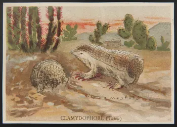 E Mesplès ; Baster & Vieillemard carte réclame chromo Paris 1878-1914 1995.1.120.6 Photo