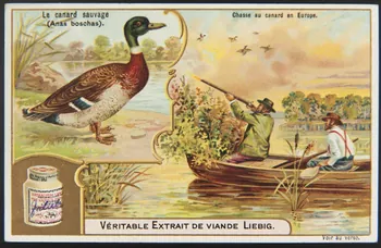 carte réclame chromo Anvers 1905 1995.1.1268.3  Photo