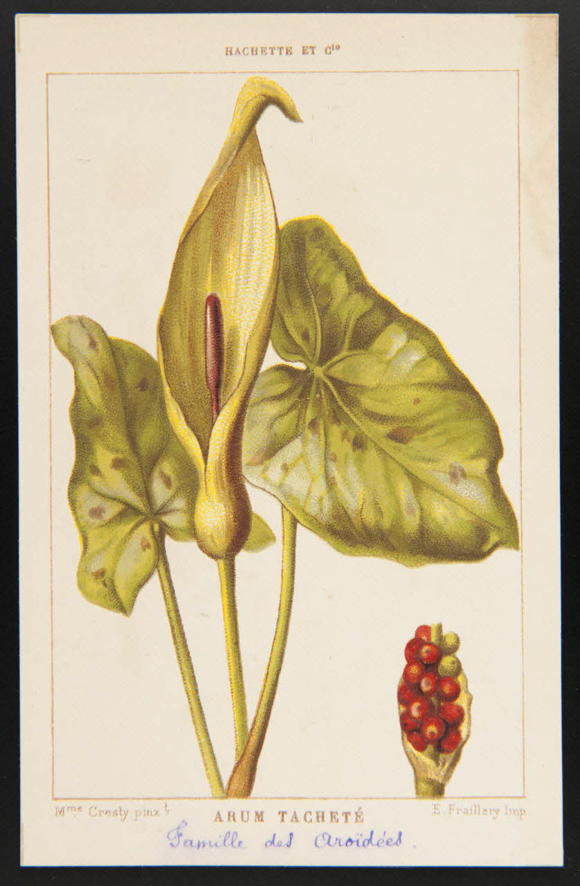 carte réclame chromo 1995.1.1311.10 Photo