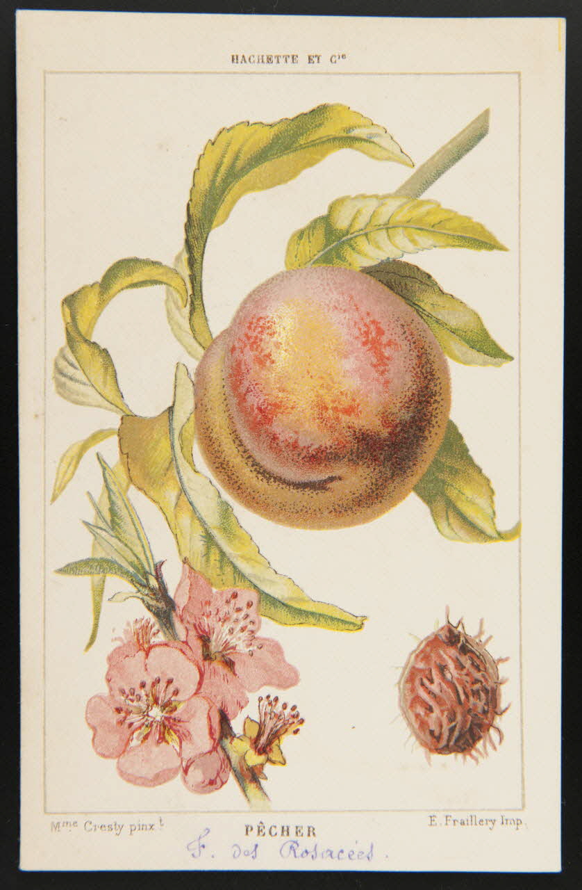 carte réclame chromo 1995.1.1311.102 Photo