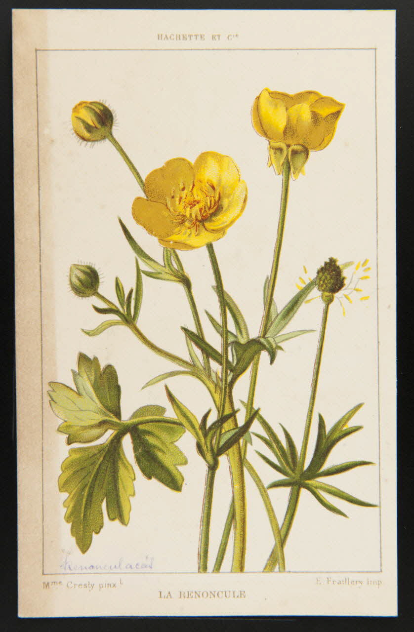 carte réclame chromo 1995.1.1311.115 Photo