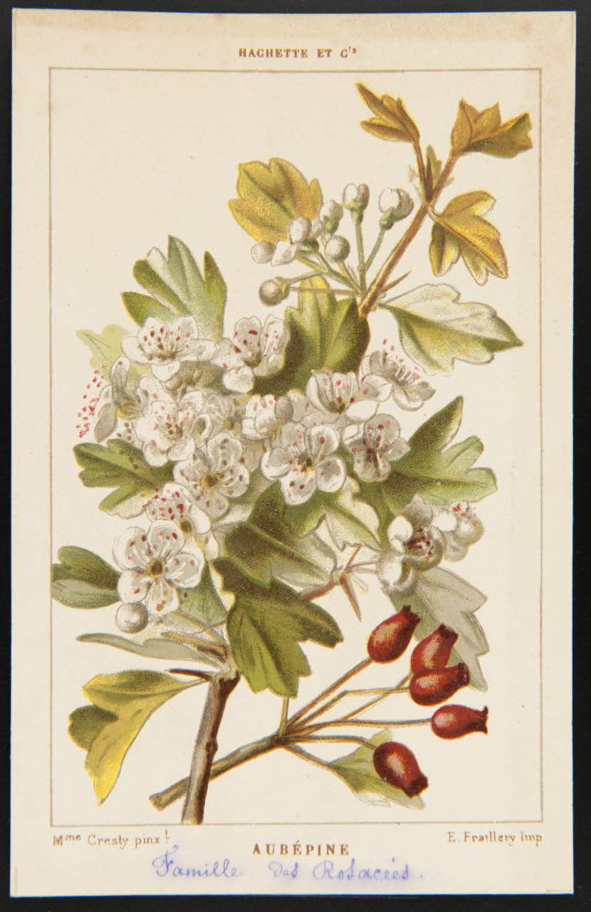 carte réclame chromo 1995.1.1311.12 Photo