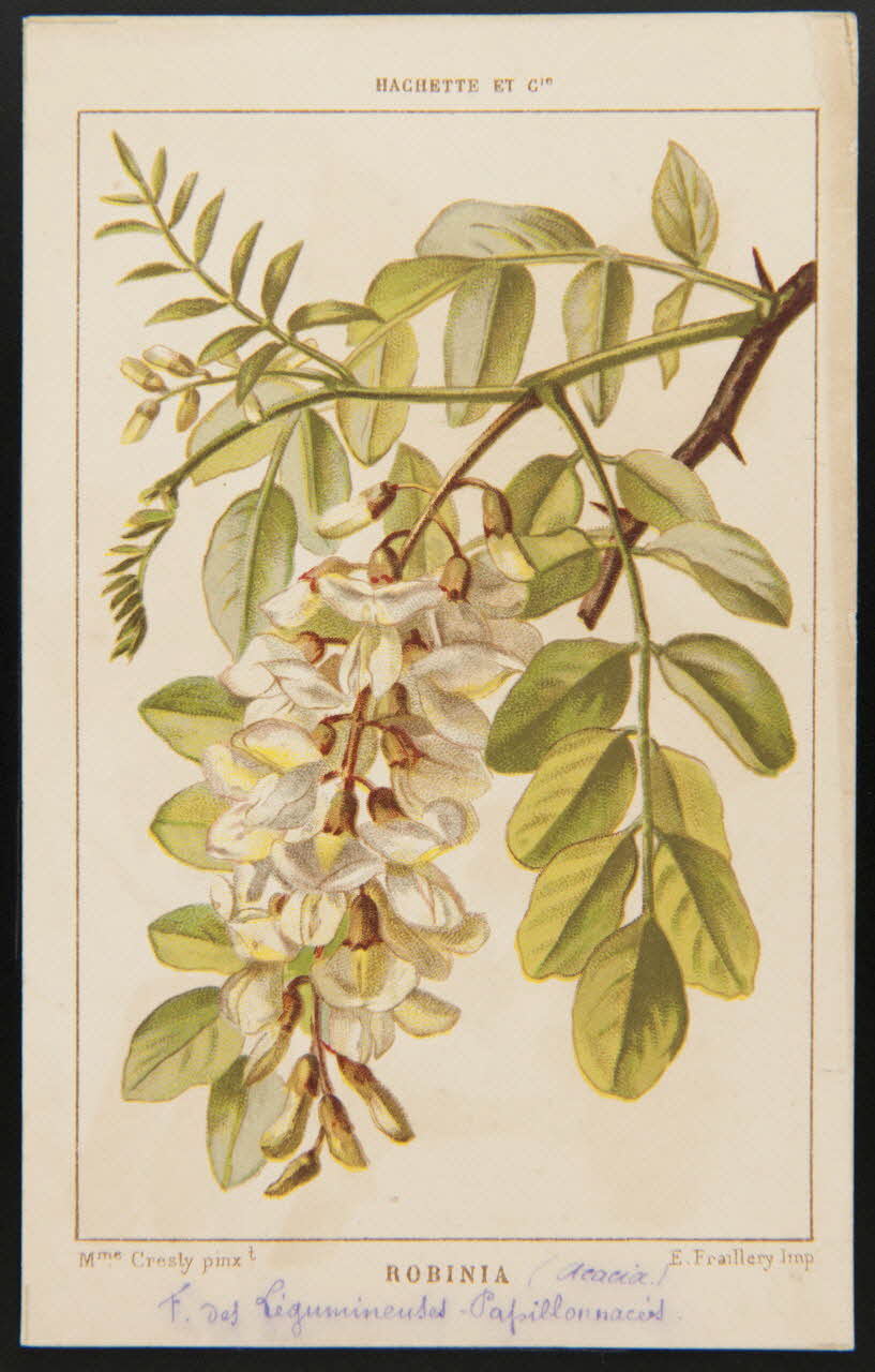 carte réclame chromo 1995.1.1311.121 Photo