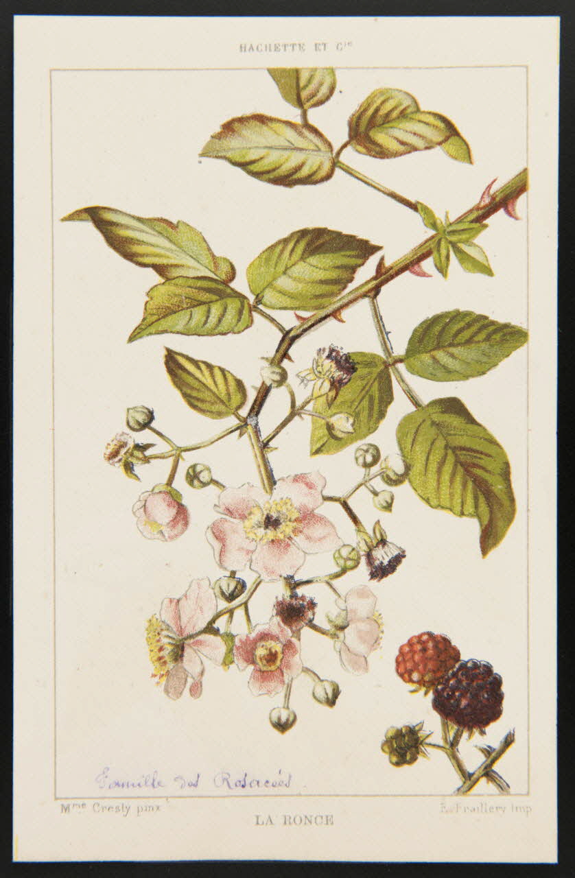 carte réclame chromo 1995.1.1311.122 Photo