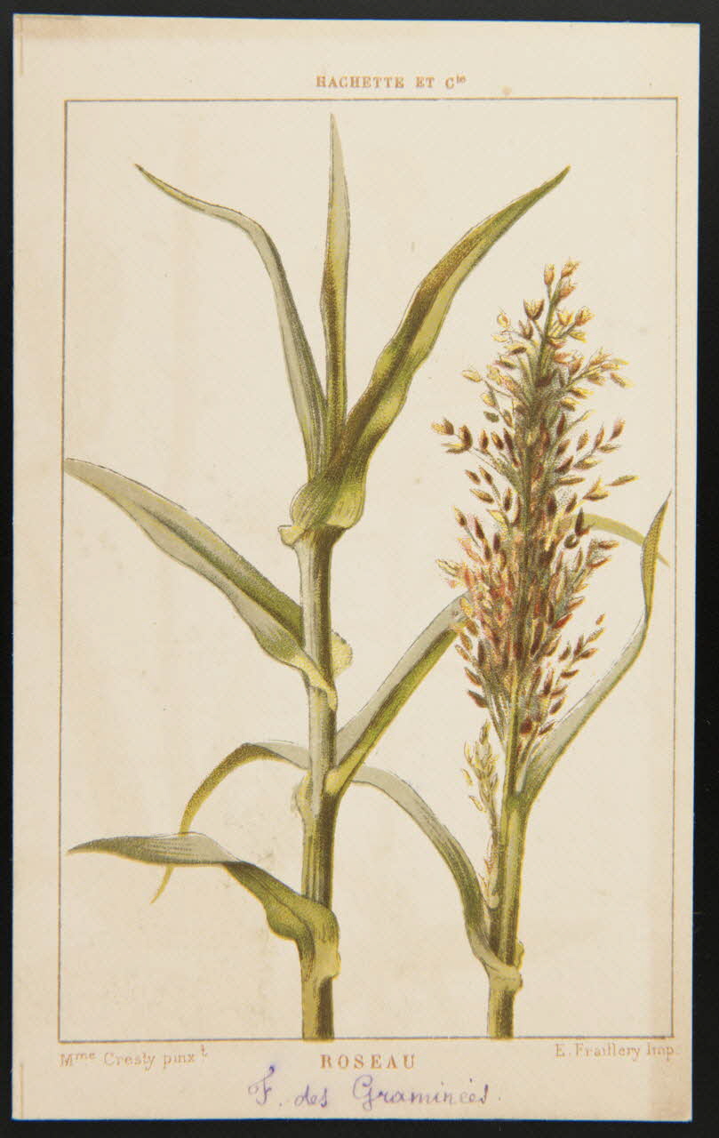 carte réclame chromo 1995.1.1311.124 Photo