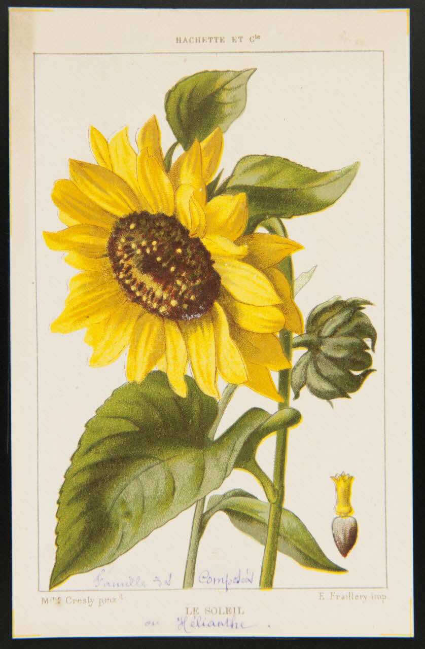 carte réclame chromo 1995.1.1311.130 Photo