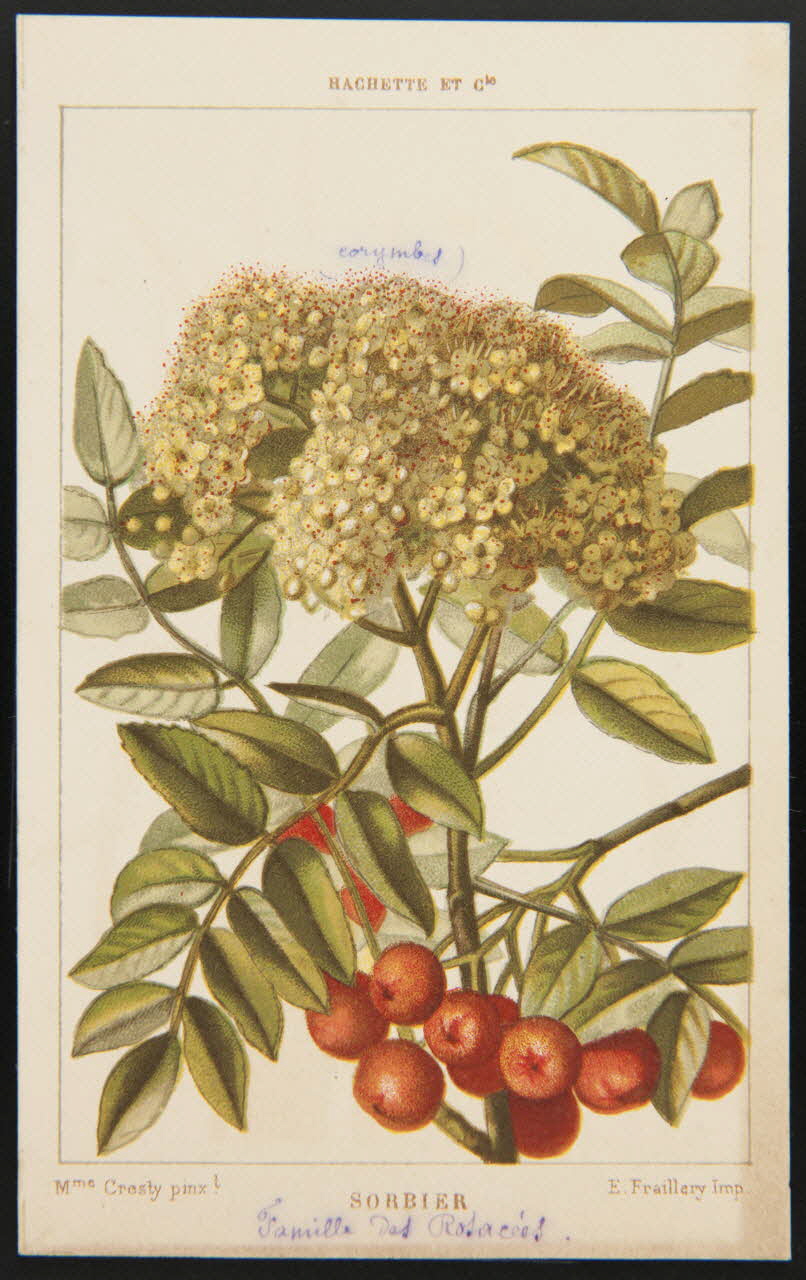 carte réclame chromo 1995.1.1311.131 Photo