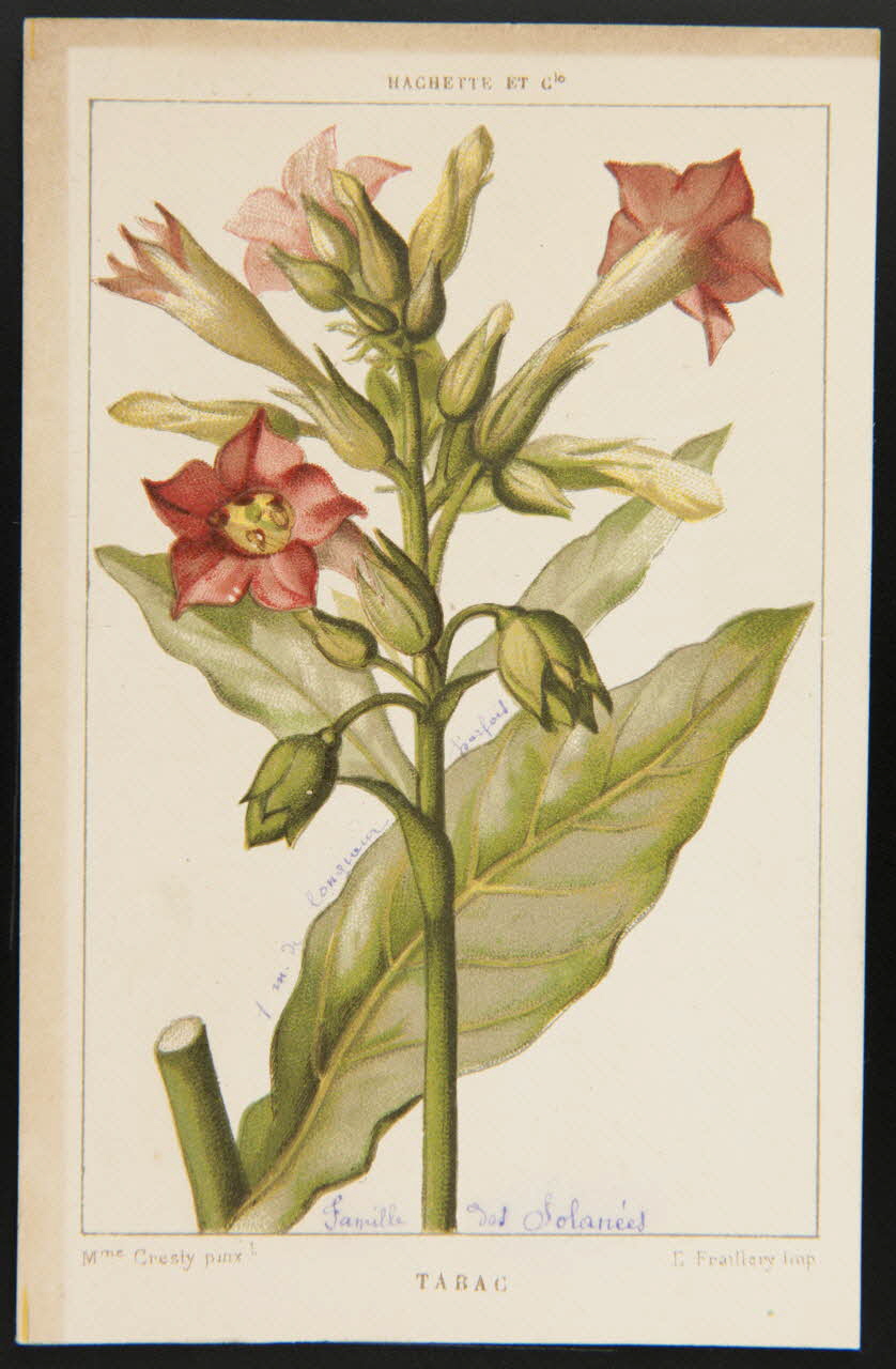 carte réclame chromo 1995.1.1311.133 Photo