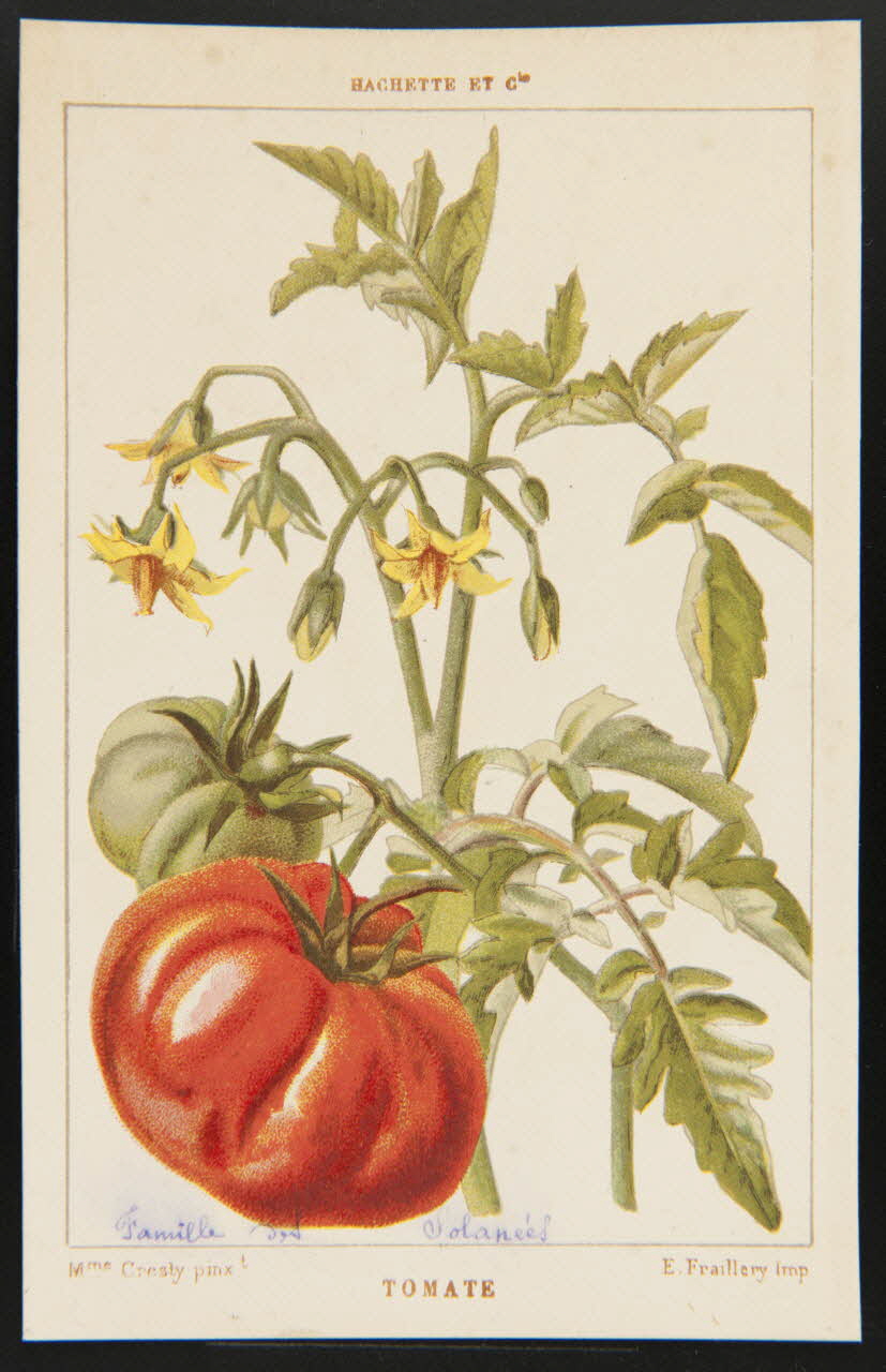 carte réclame chromo 1995.1.1311.137 Photo