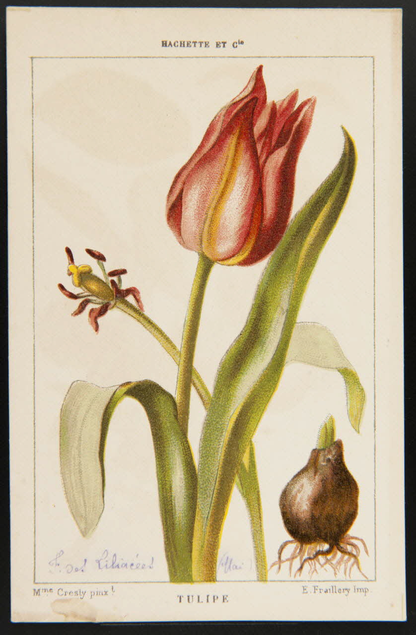 carte réclame chromo 1995.1.1311.139 Photo