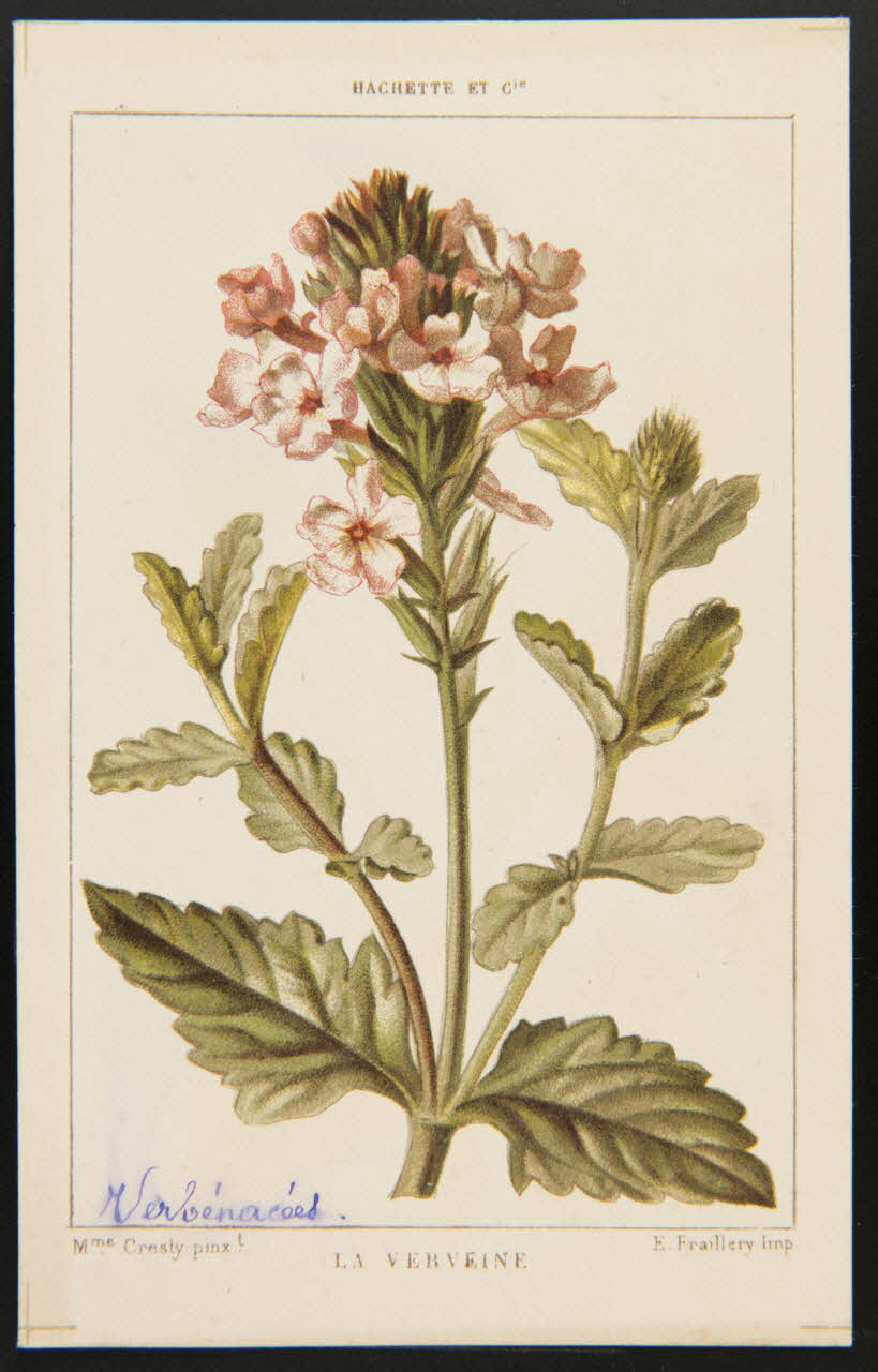 carte réclame chromo 1995.1.1311.140 Photo