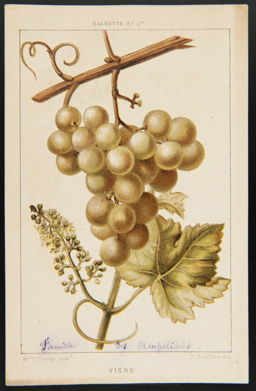 carte réclame chromo 1995.1.1311.141 Photo