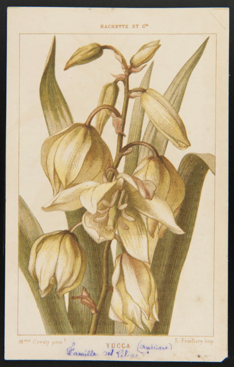 carte réclame chromo 1995.1.1311.144 Photo