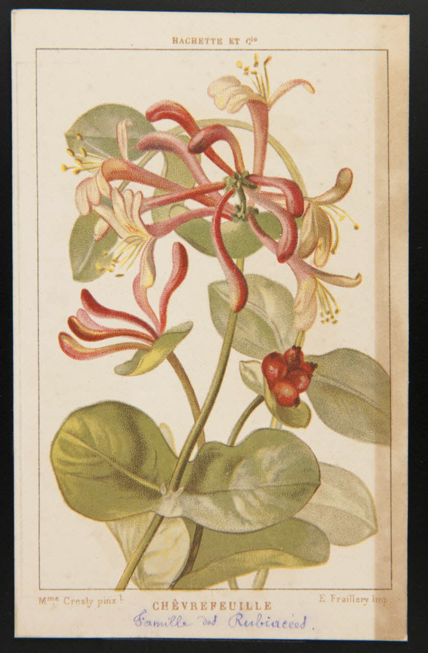 carte réclame chromo 1995.1.1311.29 Photo