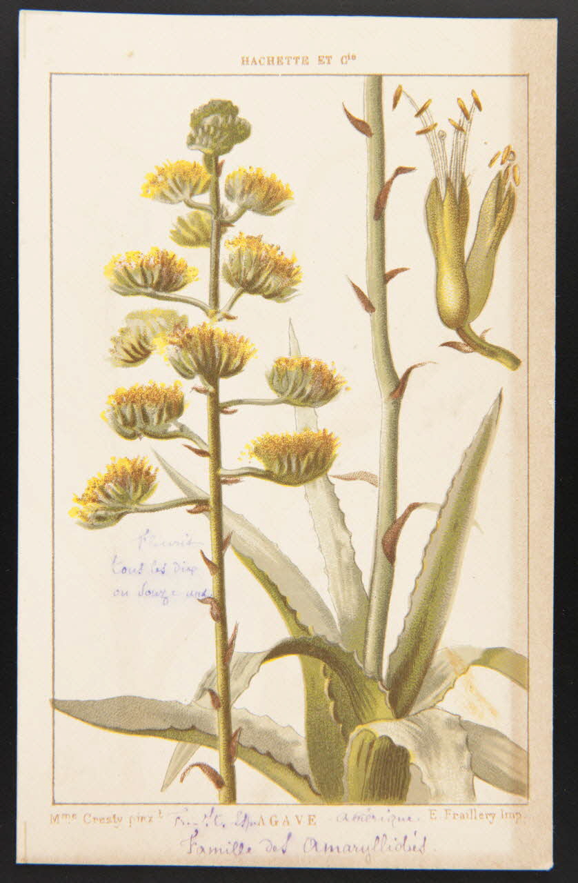 carte réclame chromo 1995.1.1311.3 Photo