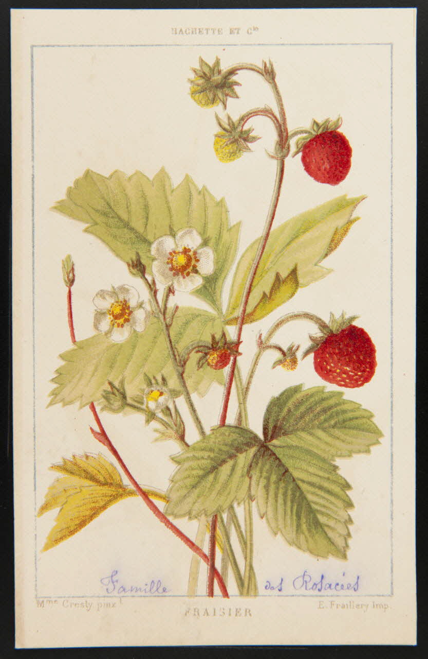 carte réclame chromo 1995.1.1311.47 Photo