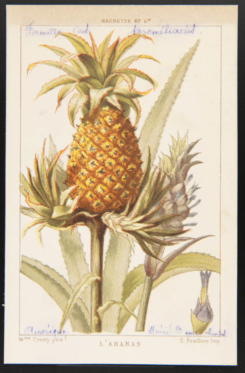 carte réclame chromo 1995.1.1311.7 Photo