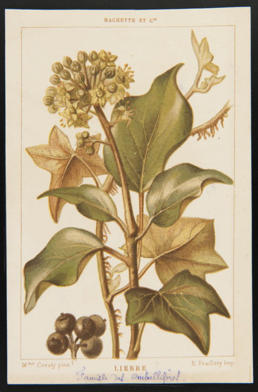 carte réclame chromo 1995.1.1311.71 Photo