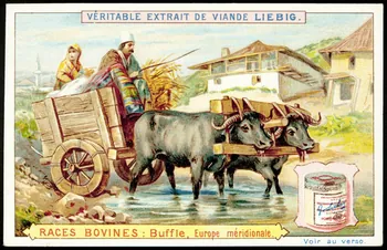 Liebig carte réclame chromo Anvers 1897 1995.1.1491.1 Photo