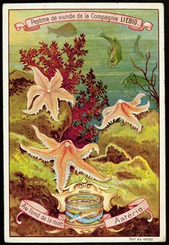 Liebig carte réclame chromo Paris 1899 1995.1.2295.2 Photo