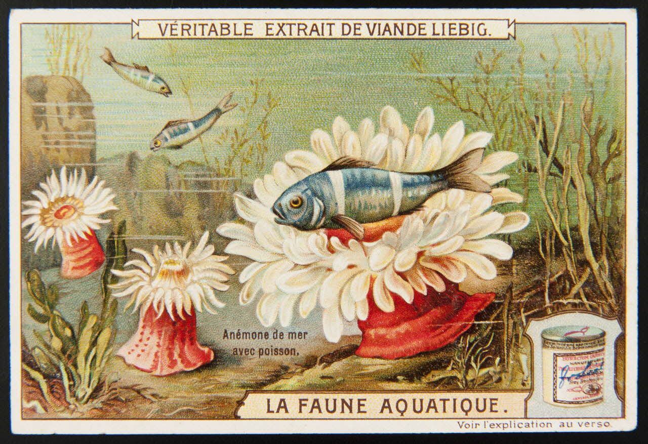 Liebig carte réclame chromo Paris 1908 1995.1.2297.1 Photo