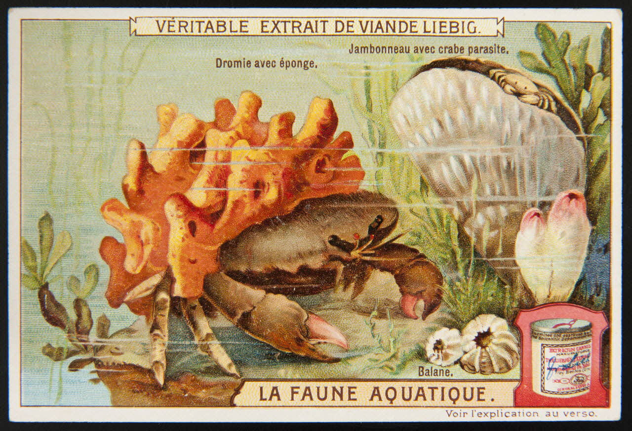 Liebig carte réclame chromo Paris 1908 1995.1.2297.2 Photo