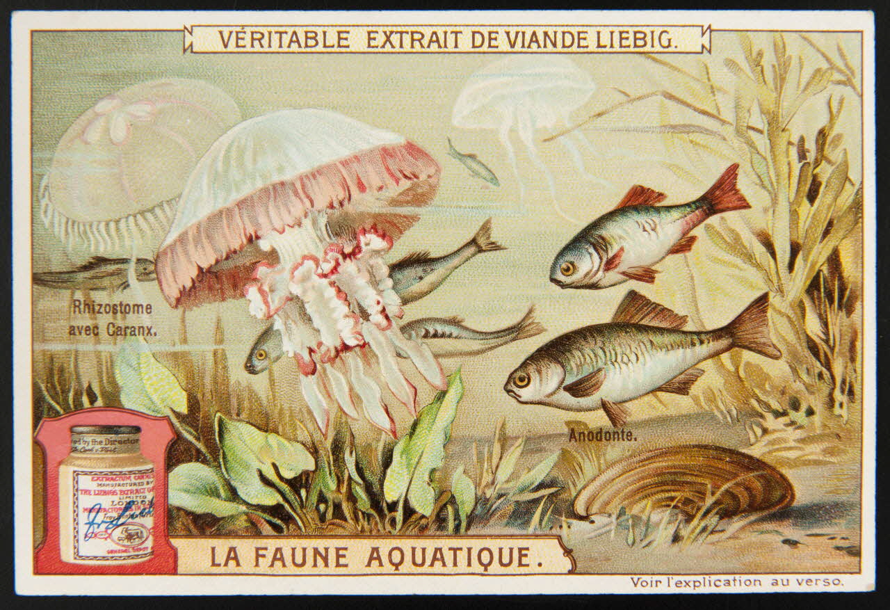 Liebig carte réclame chromo Paris 1908 1995.1.2297.3 Photo