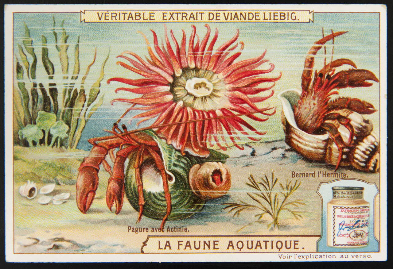 Liebig carte réclame chromo Paris 1908 1995.1.2297.5 Photo