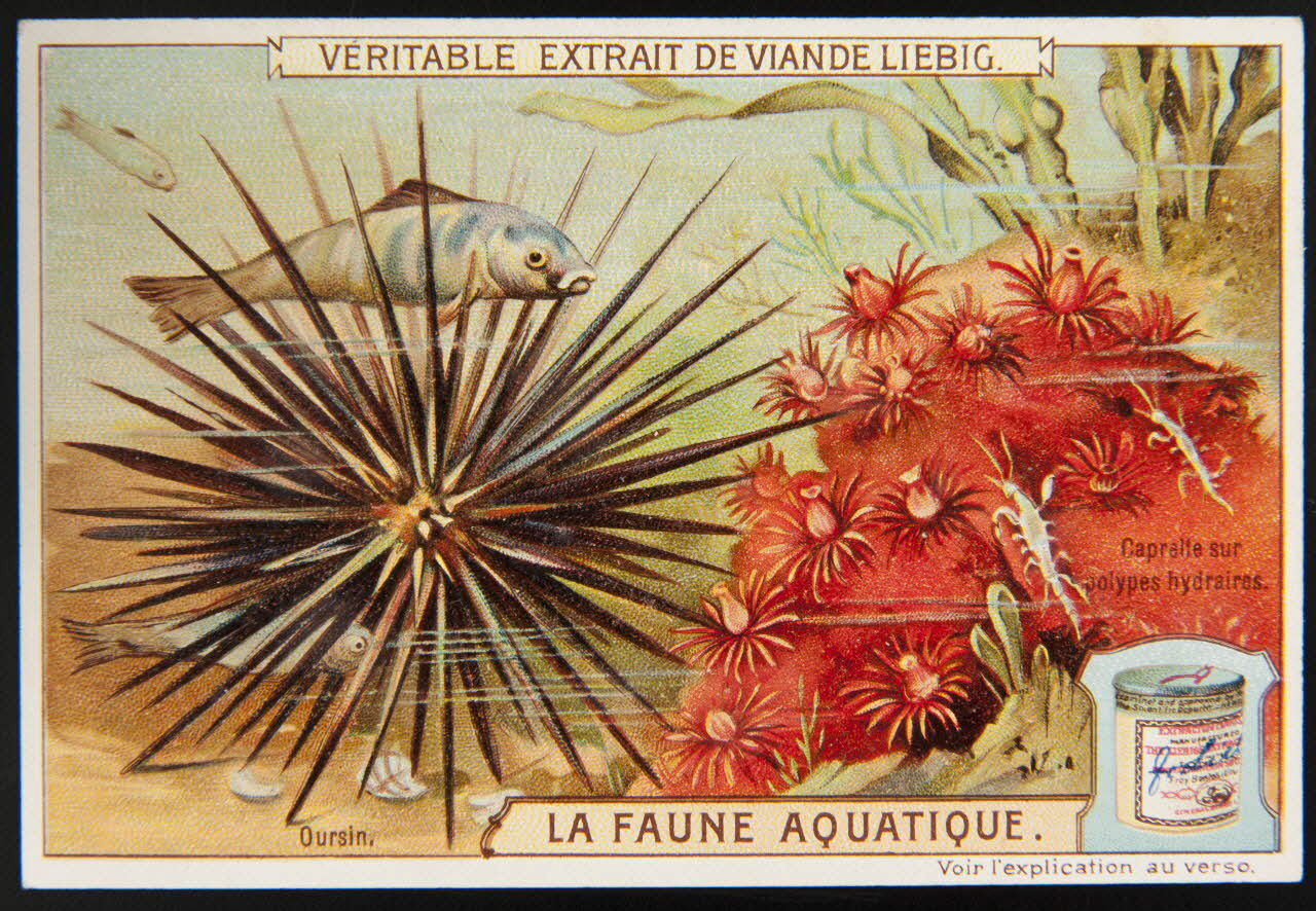 Liebig carte réclame chromo Paris 1908 1995.1.2297.6 Photo