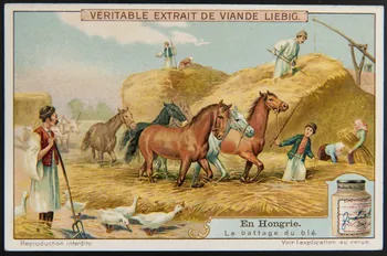 Liebig carte réclame chromo 1911 1995.1.2958.3  Photo