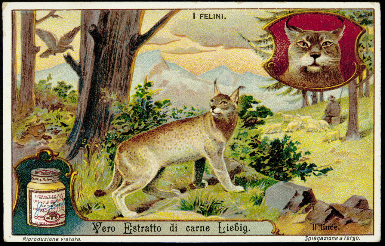 Liebig carte réclame chromo 1913 1995.1.2965.4 Photo