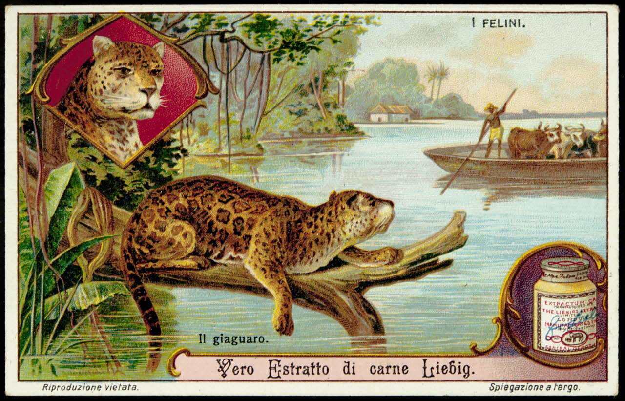 Liebig carte réclame chromo 1913 1995.1.2965.5 Photo