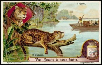 Liebig carte réclame chromo 1913 1995.1.2965.5  Photo