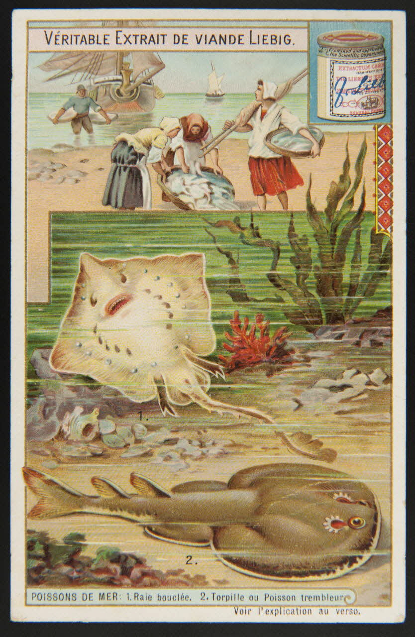 Liebig carte réclame chromo 1903 1995.1.2974.3 Photo