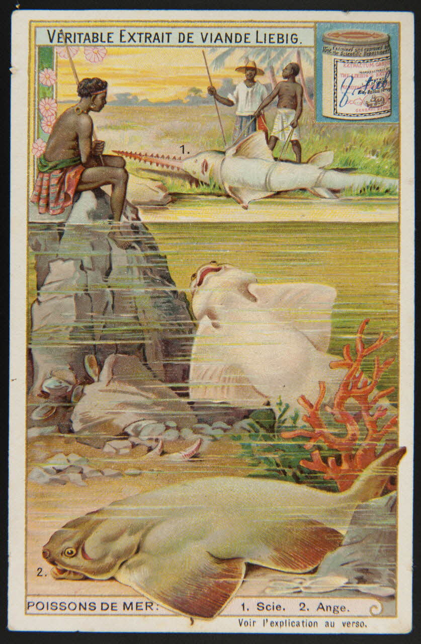 Liebig carte réclame chromo 1903 1995.1.2974.4 Photo