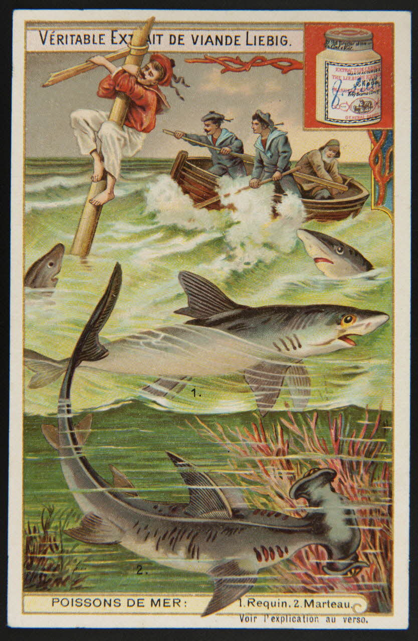 Liebig carte réclame chromo 1903 1995.1.2974.5 Photo