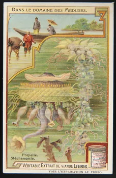 Liebig carte réclame chromo 1908 1995.1.2975.2 Photo