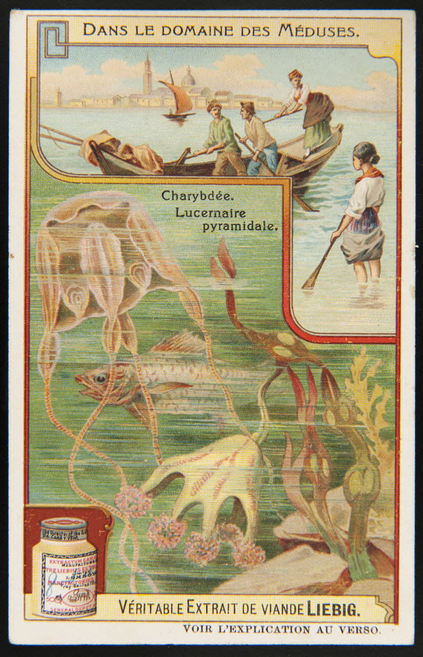 Liebig carte réclame chromo 1908 1995.1.2975.5 Photo