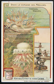 Liebig carte réclame chromo 1908 1995.1.2975.6 Photo