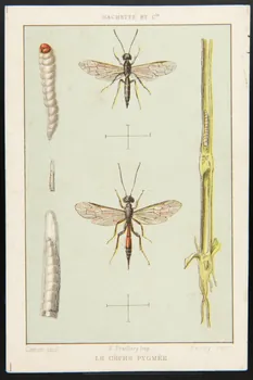 Clément, Percy (chromiste), Hachette (éditeur), Fraillery carte réclame chromo Paris 1911 1995.1.3962.11 Photo