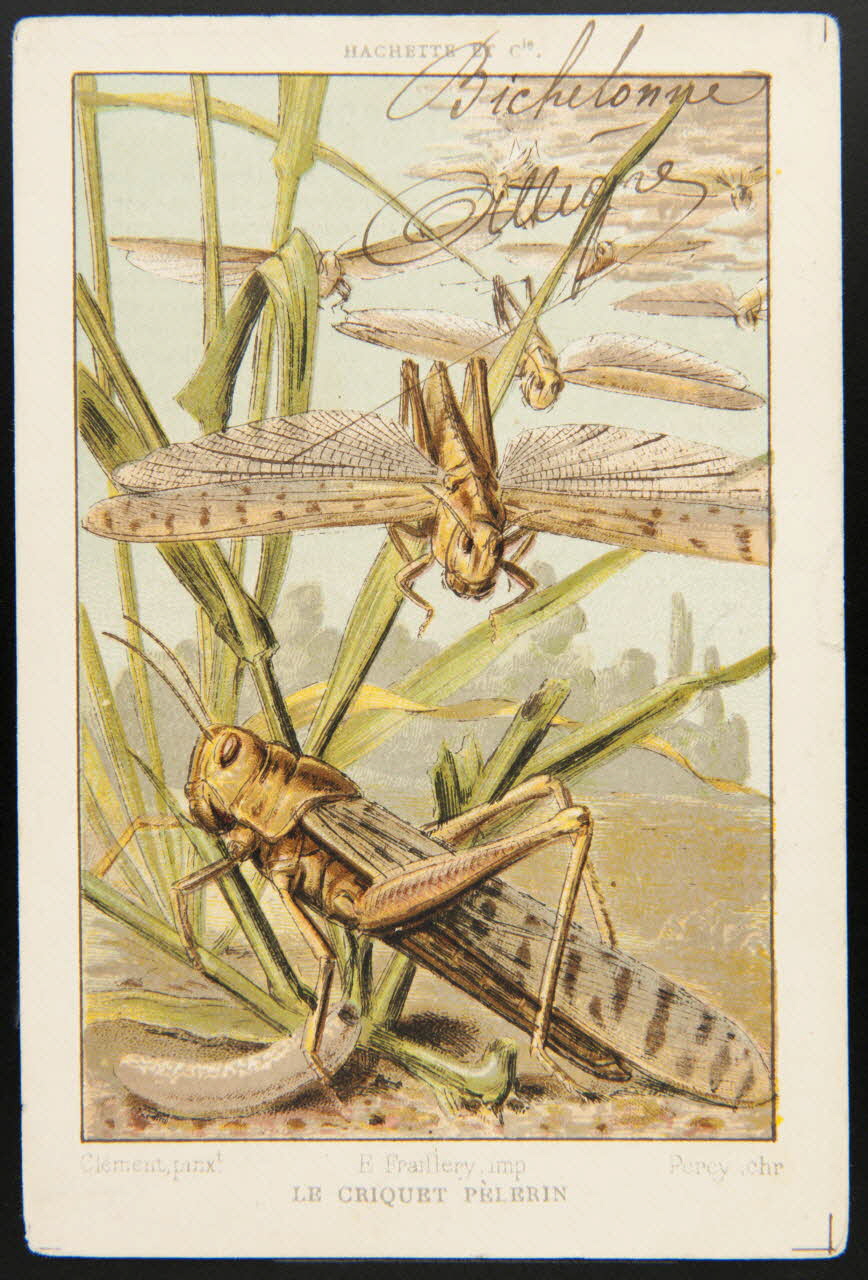 carte réclame chromo 1995.1.3962.12 Photo