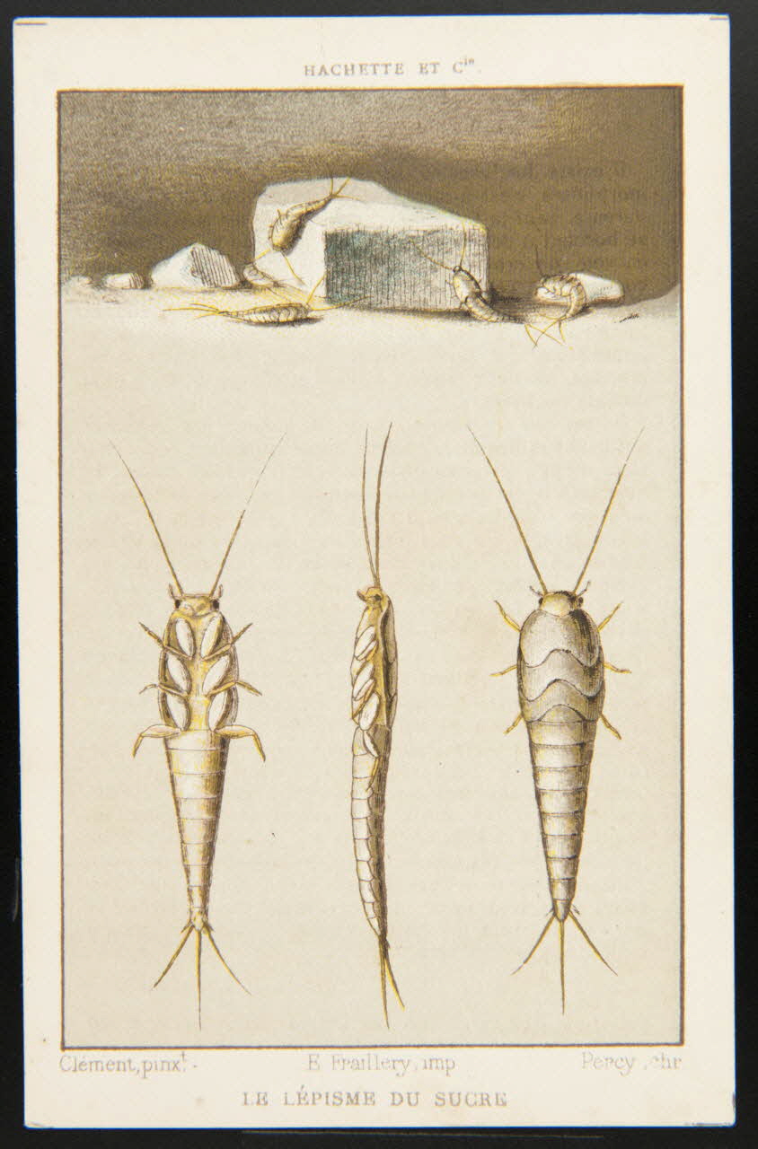 Clément, Percy (chromiste), Hachette (éditeur), Fraillery carte réclame chromo Paris 1911 1995.1.3962.17 Photo