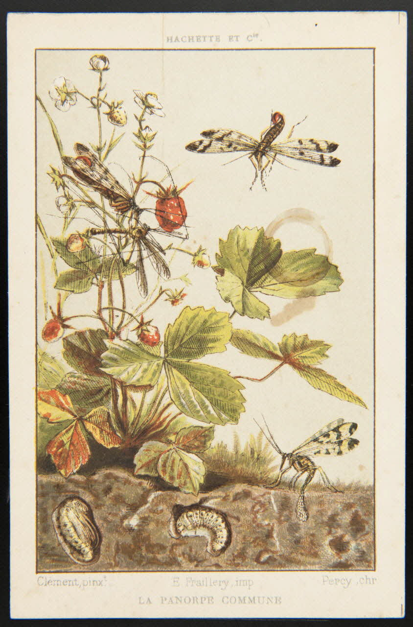 carte réclame chromo 1995.1.3962.19 Photo